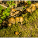 Fungi in the Sun by pcoulson