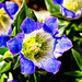 Closeup of my Gentiana by elisasaeter