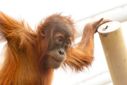 3rd May 2015 - Orangutan