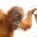 Orangutan by leonbuys83
