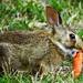One Pampered Rabbit by milaniet