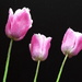 Three Tulips by phil_howcroft