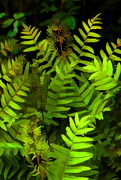 3rd May 2015 - IMG_1278Ferns