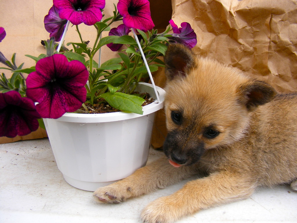 Cute Puppy by essiesue