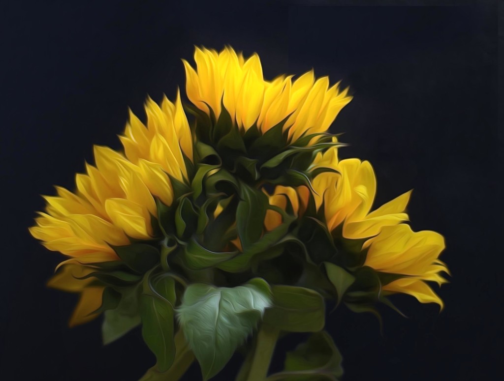Sunflowers  by joysfocus