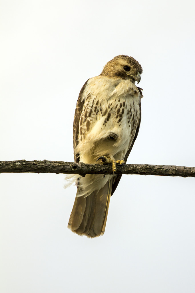 Hawk at Eagle Rock by hjbenson