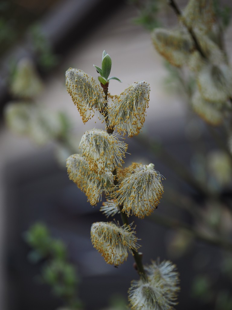 Pussy Willow by selkie