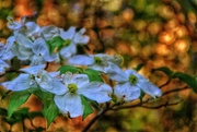 3rd May 2015 - Sparkling Dogwoods