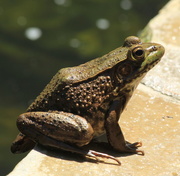 2nd May 2015 - Frog on the Edge