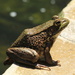 Frog on the Edge by calm