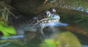 3rd May 2015 - Frog in the Pond