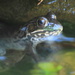 Frog in the Pond by calm