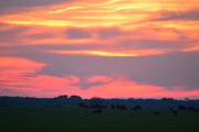 3rd May 2015 - Cattle and a Colorful Kansas Sunset