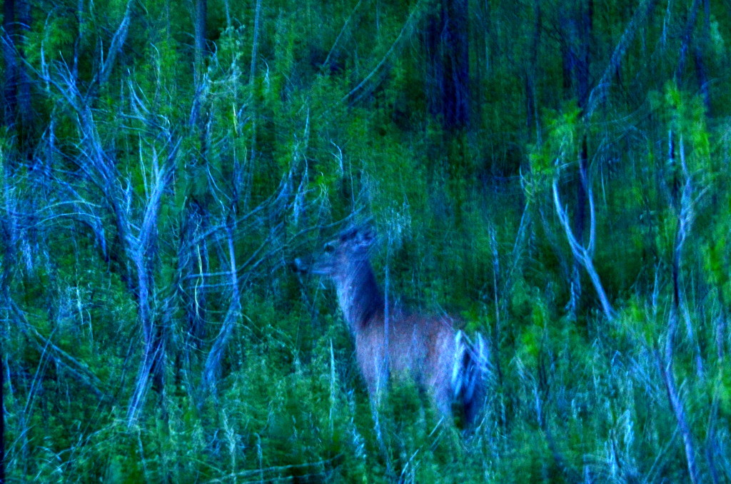 Deer Abstract by kareenking