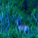 Deer Abstract by kareenking