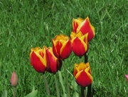 29th Apr 2015 - Tulip Season