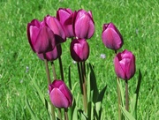 1st May 2015 - Purple Tulips