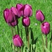 Purple Tulips by randy23