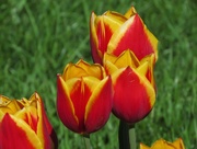 30th Apr 2015 - Multi Colored Tulips