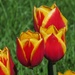 Multi Colored Tulips by randy23