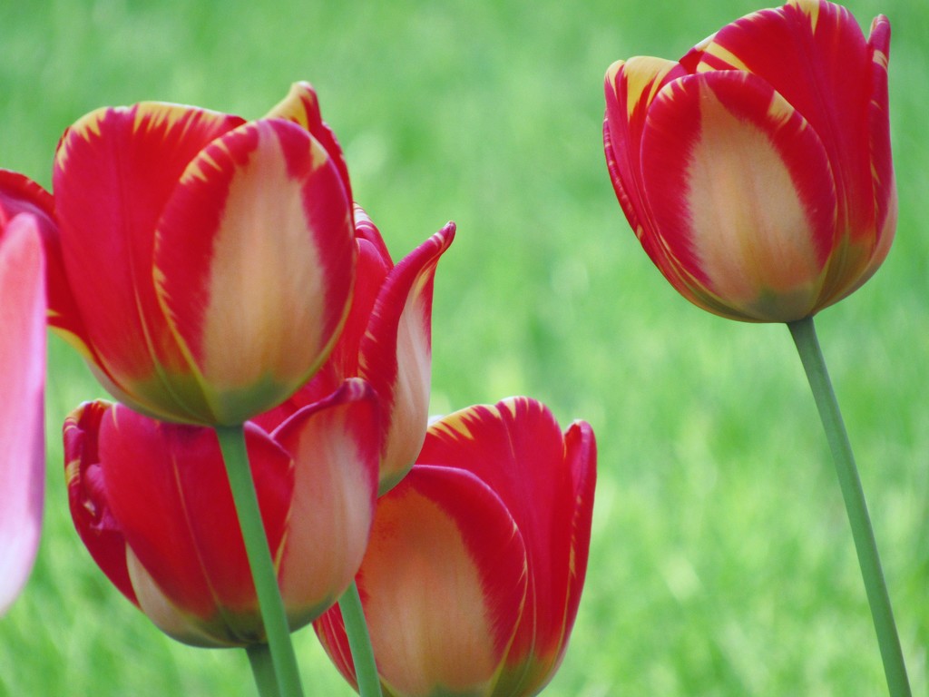 Spring Time Tulips by randy23