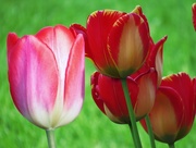2nd May 2015 - Tulips