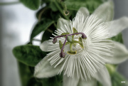 3rd May 2015 - 2015-05-03 Passiflora (in colour)