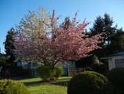 21st Apr 2015 - My cherry tree