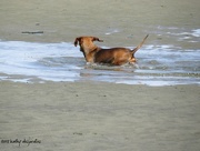 3rd May 2015 - Dachsund in a tidal pool