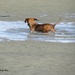 Dachsund in a tidal pool by kathyo