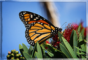 4th May 2015 - Monarch Butterfly