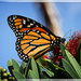 Monarch Butterfly by rustymonkey