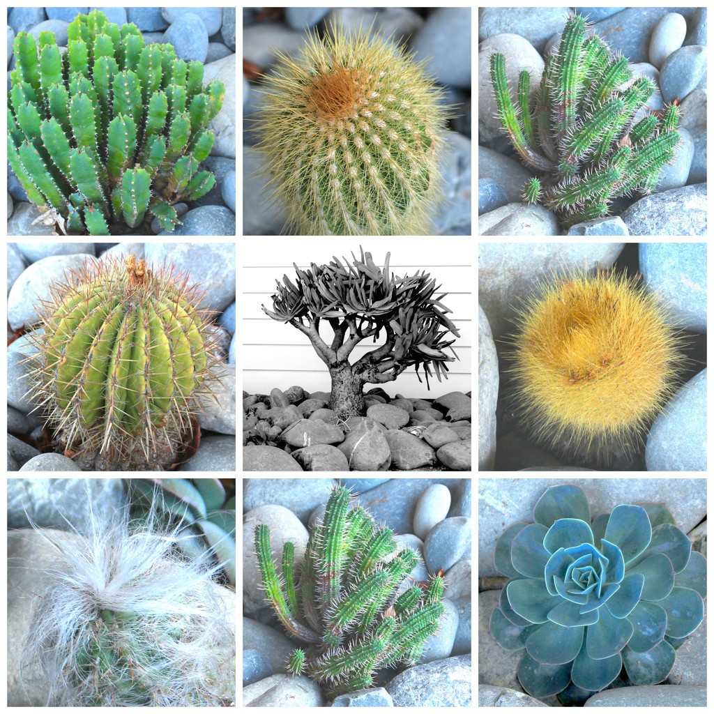 Cactus collection by kiwinanna