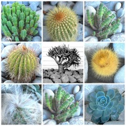 4th May 2015 - Cactus collection