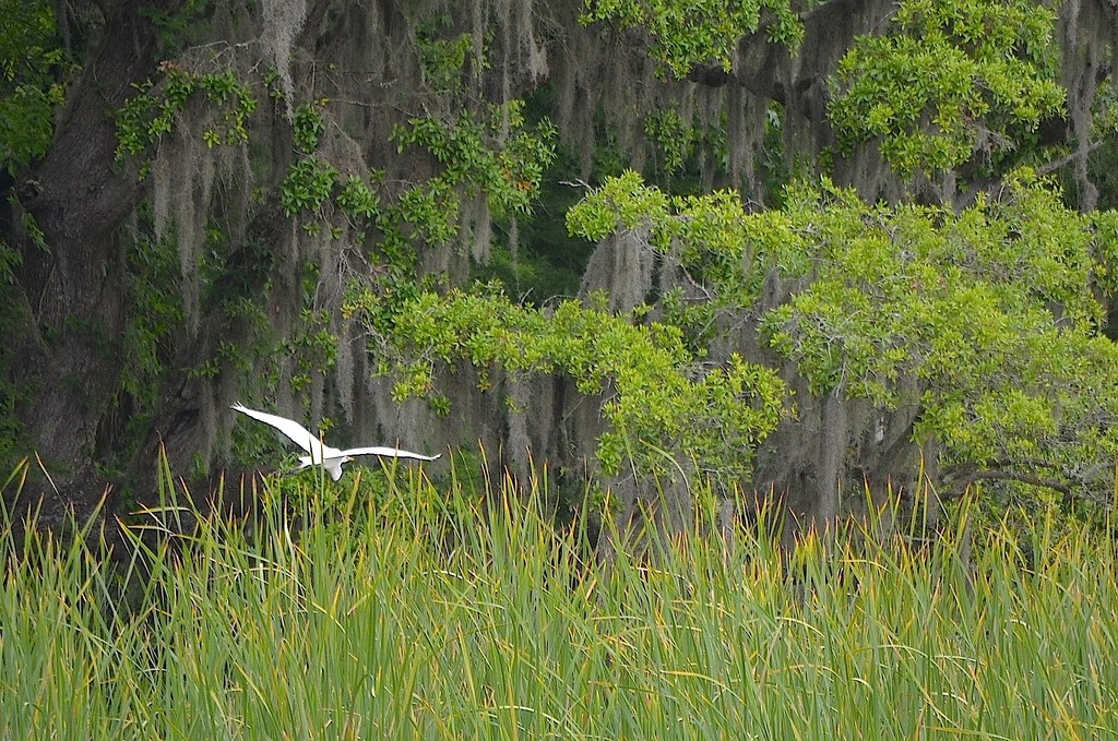 Egret taking flight, Magnolia Gardens, Charleston, SC by congaree