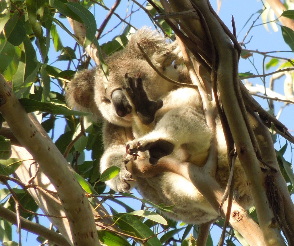 A study in feet by koalagardens