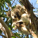 A study in feet by koalagardens