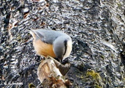 4th May 2015 - Nuthatch