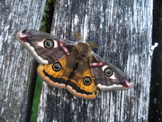 4th May 2015 - Emperor moth 