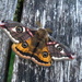 Emperor moth  by steveandkerry