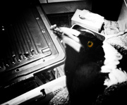 4th May 2015 - Magpie