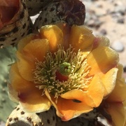 3rd May 2015 - Cactus Flower 