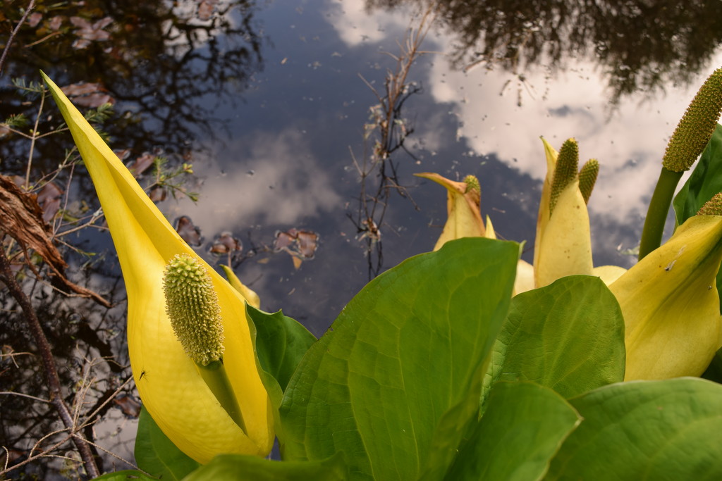yellow skunk cabbage 2 by christophercox