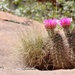 Cactus in the Grand Canyon by jamibann