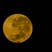 Orange Moon by salza