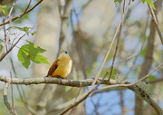 4th May 2015 - Little Yellow Bird