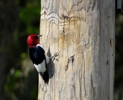 30th Apr 2015 - Red-headed Woodpecker