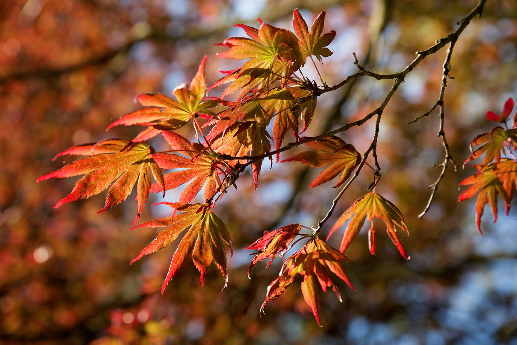 New leaves on the maples by kiwichick