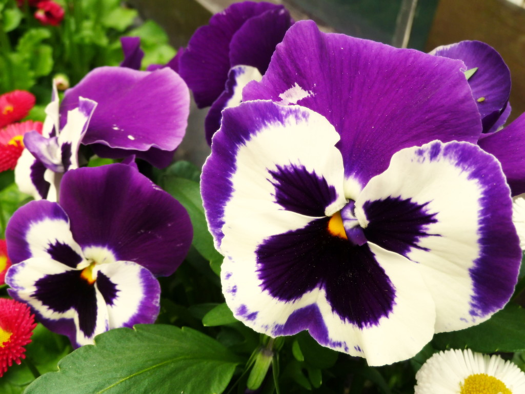 Pansies by boxplayer