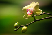 4th May 2015 - Orchid
